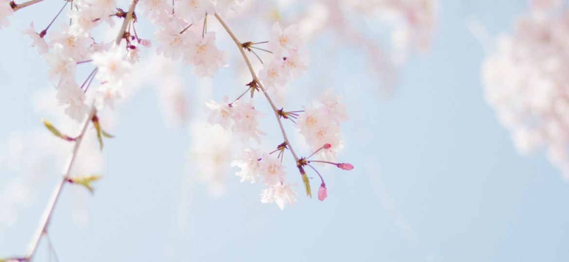 Cherry Blossom